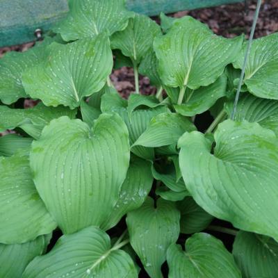 Hosta 'Eos'